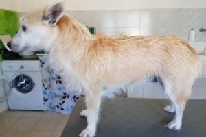 4Pfotensalon Greiner