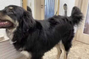 DeF Grooming Hundesalon