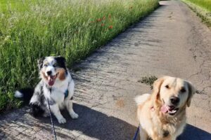 Einsteinsdogwalkerservice