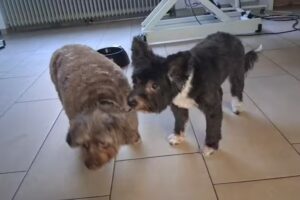 Fell-Phoenixx Hundefriseur /Salon