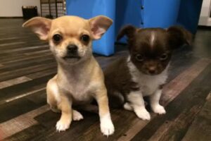 Fellst&uuml;ble Hundesalon & Spa