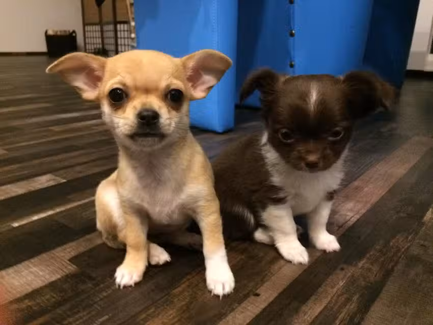 Fellst&uuml;ble Hundesalon & Spa