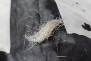 Friseurmeister Heinrich Karlsohn