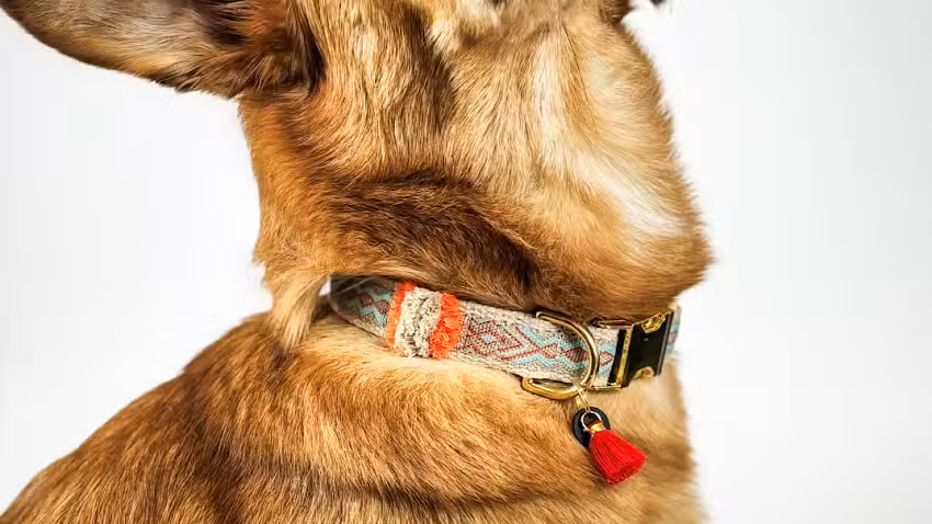 Fussi-Dogs &ndash; Hundesalon & Boutique Neuss