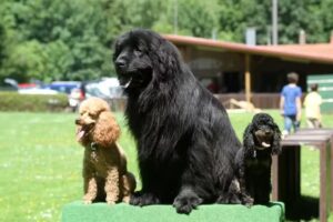 Geli&rsquo;s Scherst&uuml;ble