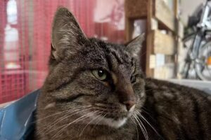 Haarhaus K. Maier Friseursalon