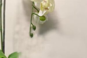 Haarkreationen Claudia Brunner