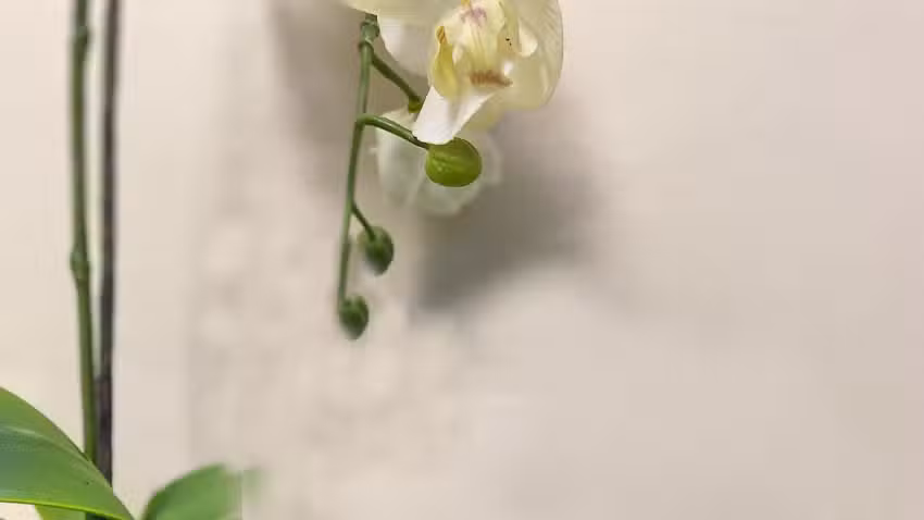 Haarkreationen Claudia Brunner