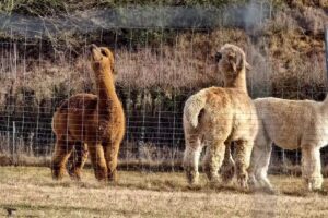 Haarmode 2000 – Elke Rath