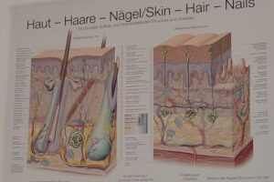 Hautinstitut L&uuml;neburg