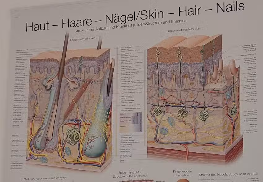 Hautinstitut L&uuml;neburg