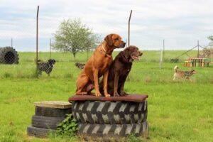 Hundepension Weinberghof