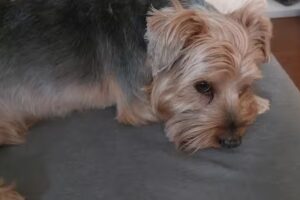 Hundesalon Relax bei Rex