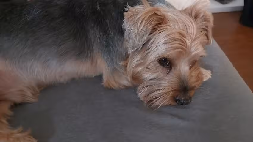 Hundesalon Relax bei Rex