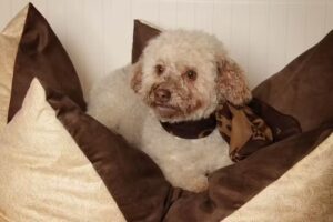 Hundesalon / Tierfriseur/ Hundefriseur / Hundepflege / Groomer