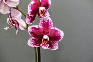 L&S Wohlf&uuml;hlzeit | Wellness & Kosmetik