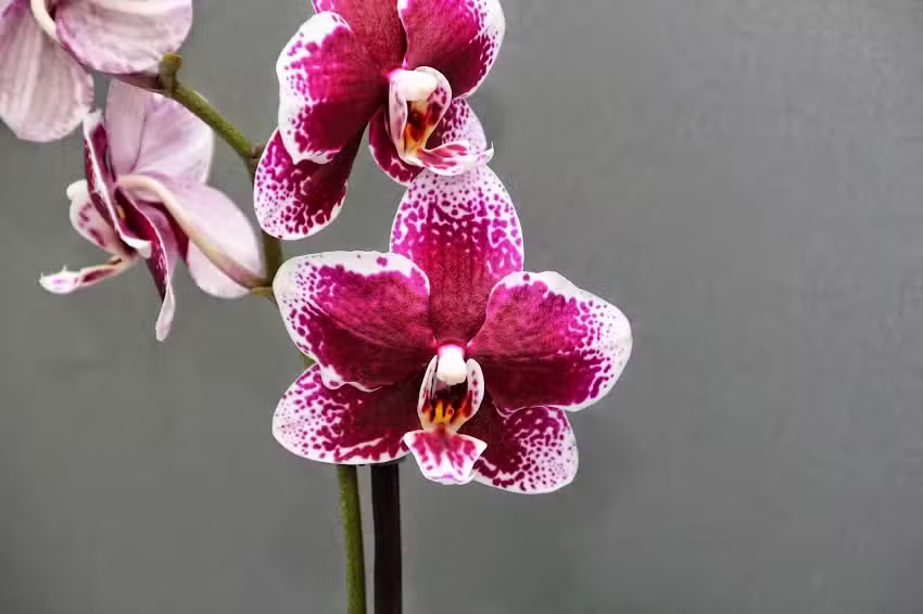 L&S Wohlf&uuml;hlzeit | Wellness & Kosmetik