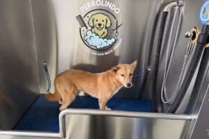 Perrolindo SB Hundewaschbox & Friseur