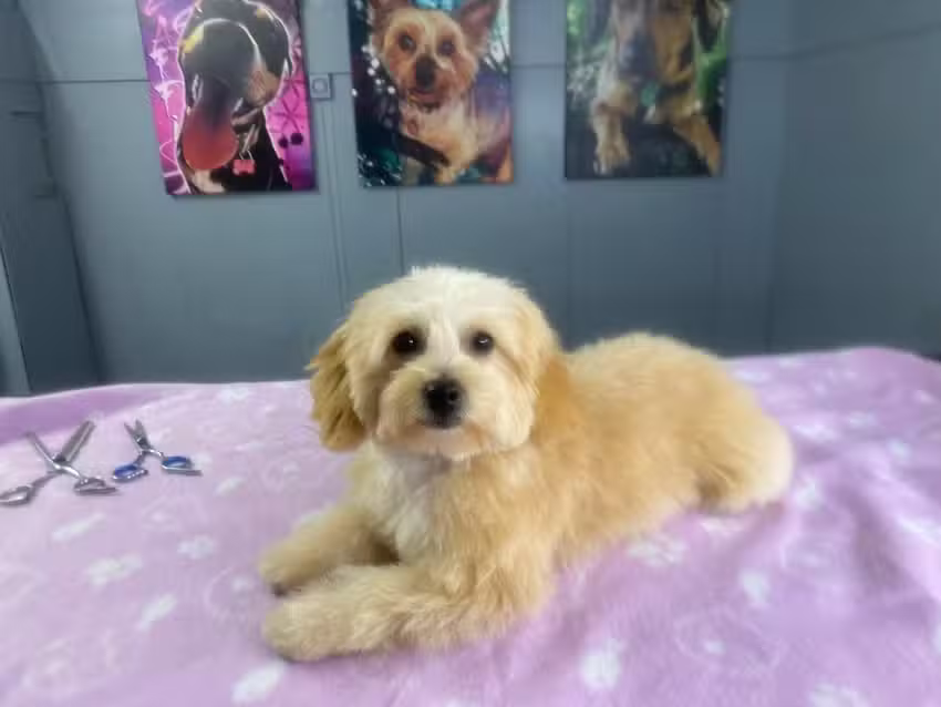 Rico Kleintier Friseur Salon Affing