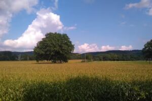 Salon Crehairtiv Inh. Daniela Salewski