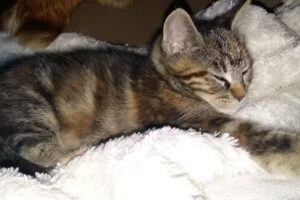 Salon Elsbeth Wesnick