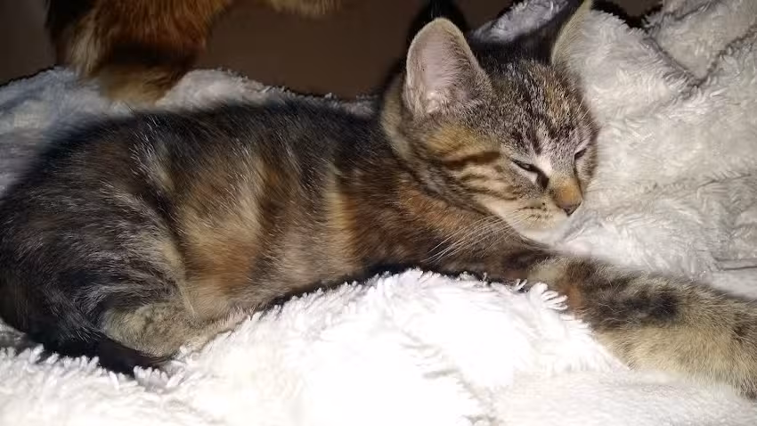 Salon Elsbeth Wesnick