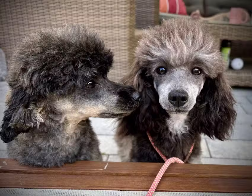 Vivis Hundesalon