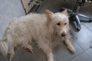 Yanina Purschke Friseurmeisterin